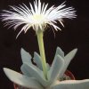 cheiridopsis denticulata_